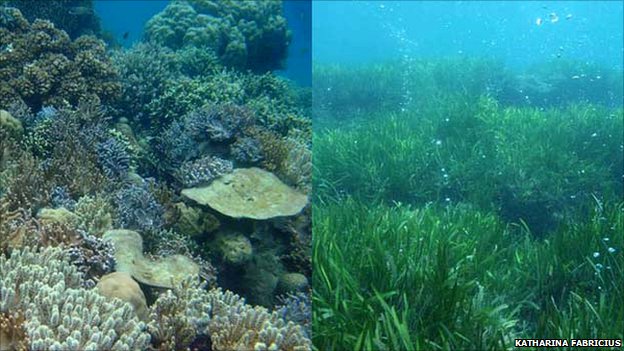 Coral and seagrass